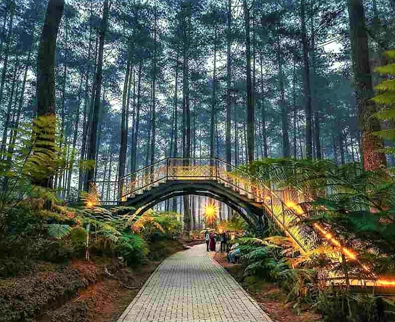 Orchid Forest Cikole